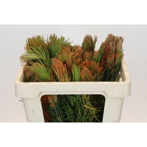 Kaaps Groen Retzia Carpensis