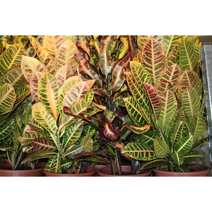 CROTON HIB VARIADO P24