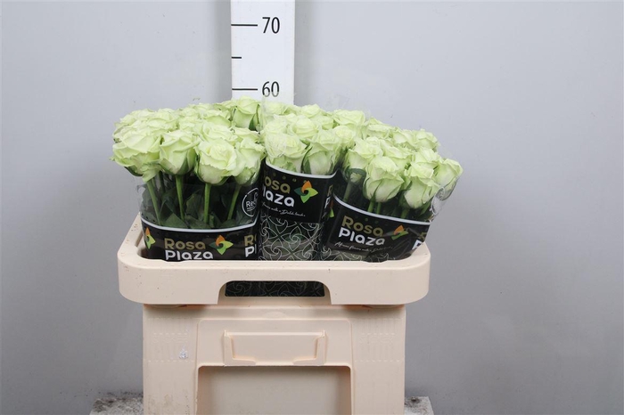 <h4>R Gr Noelle!</h4>