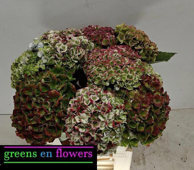 <h4>HYDR M MAG REV CL</h4>