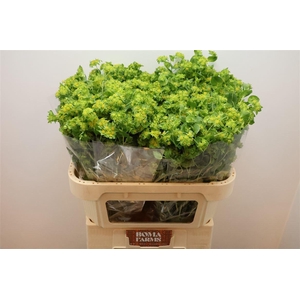 Bupleurum Rotundifol