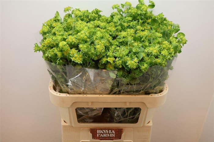 <h4>Bupleurum Rotundifol</h4>