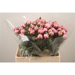 Paeo L Margue Gerard