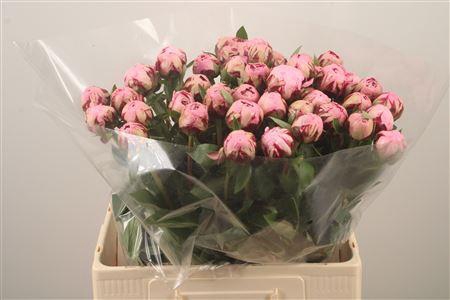 <h4>Paeo L Margue Gerard</h4>