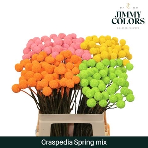 Craspedia L60 Spring Mix
