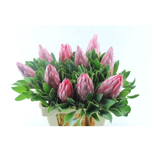 Protea Cy Madiba
