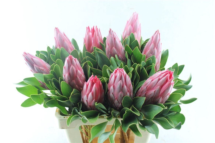 <h4>Protea Cy Madiba</h4>