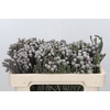 Kaaps Groen Silver Brunia