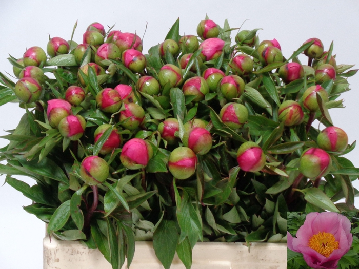 <h4>PAEO ROSELETTE</h4>