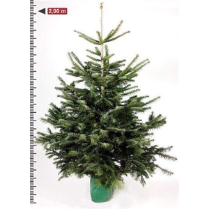 Abies Nordmanniana 220 Cm Pot