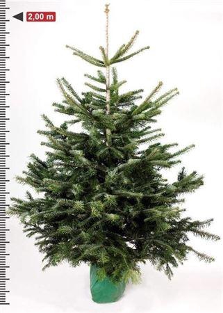 <h4>Abies Nordmanniana</h4>