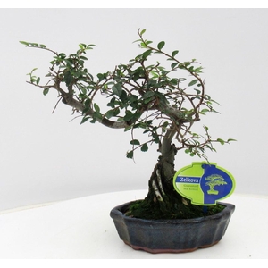 Zelkova parvifolia, 16cm., shape, without driptray