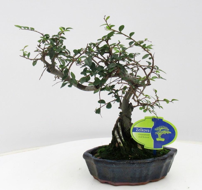 <h4>Zelkova parvifolia, 16cm., shape, without driptray</h4>