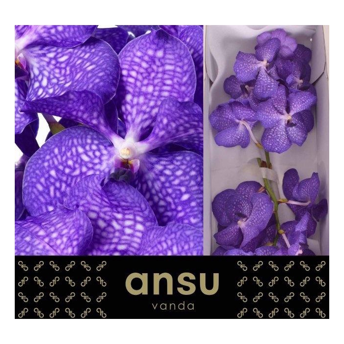 <h4>Vanda Kan Mag Blue</h4>
