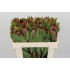 Protea Robijn