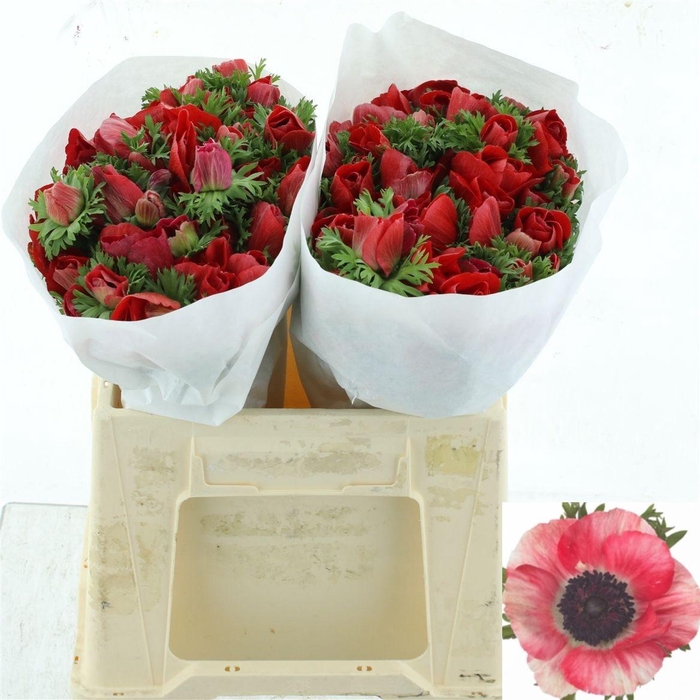 <h4>ANEM CO MIS + RED</h4>