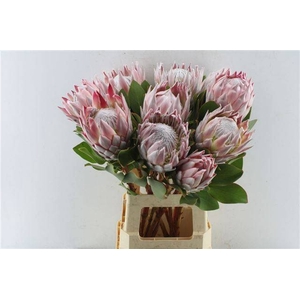 PROTEA CYNAROIDES