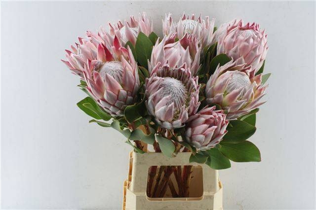 <h4>PROTEA CYNAROIDES</h4>