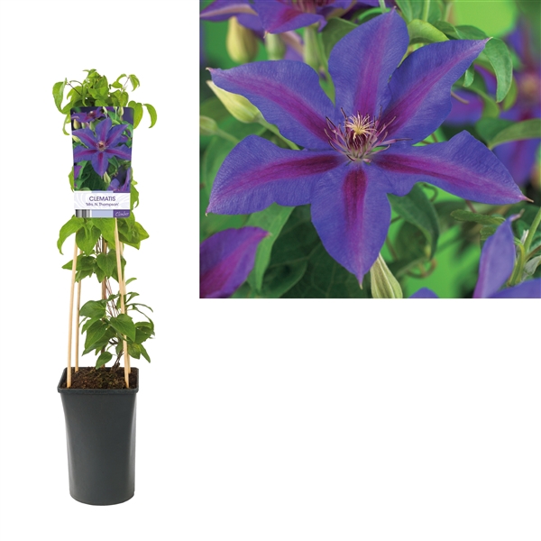 <h4>Clematis 'Mrs. N. Thompson' +light label</h4>