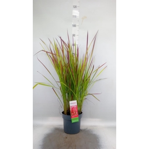 Imperata cylindrica 'Red Baron'