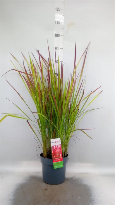 <h4>Imperata cylindrica 'Red Baron'</h4>