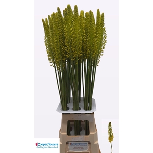 Eremurus Stenophyllus Yellow