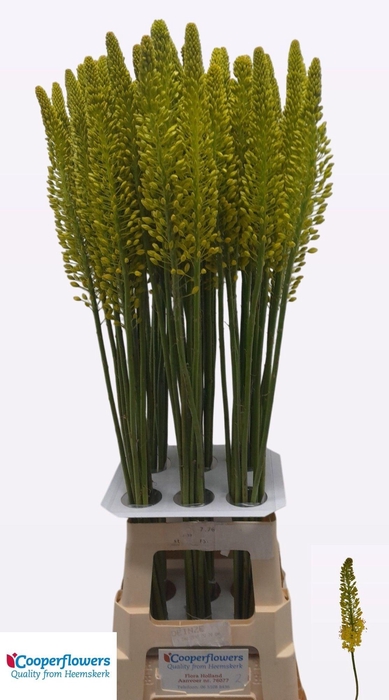 <h4>Eremurus Stenophyllus Yellow</h4>