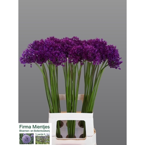 ALLIUM PURPLE SENS