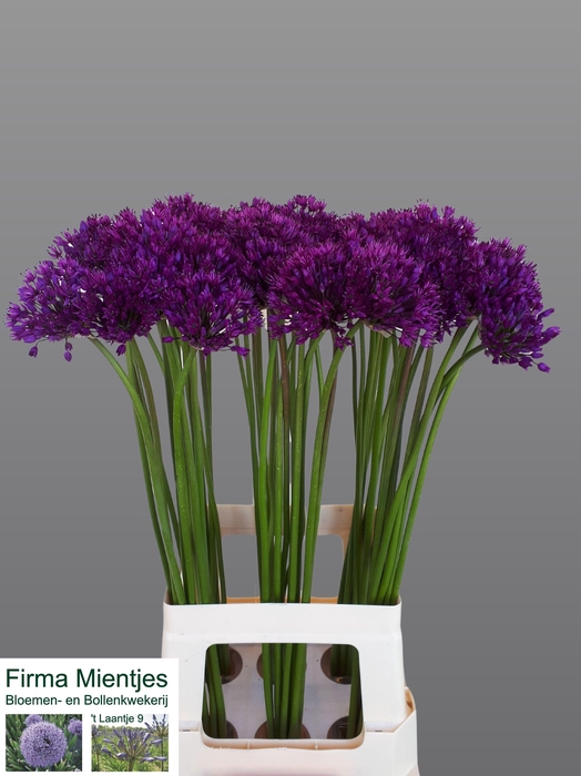 <h4>ALLIUM PURPLE SENS</h4>
