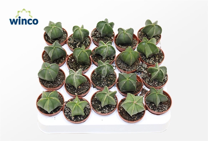 <h4>Astrophytum Nudim (s)</h4>