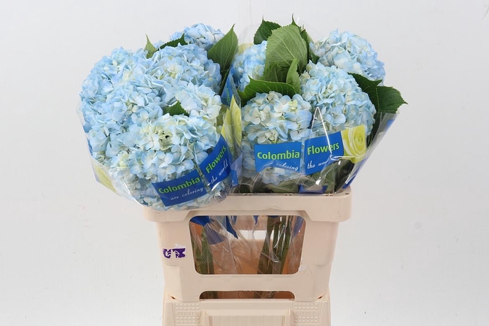 <h4>Hydr Blue Select</h4>