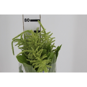AMARANTHUS VERDE PENDENTE 070 CM