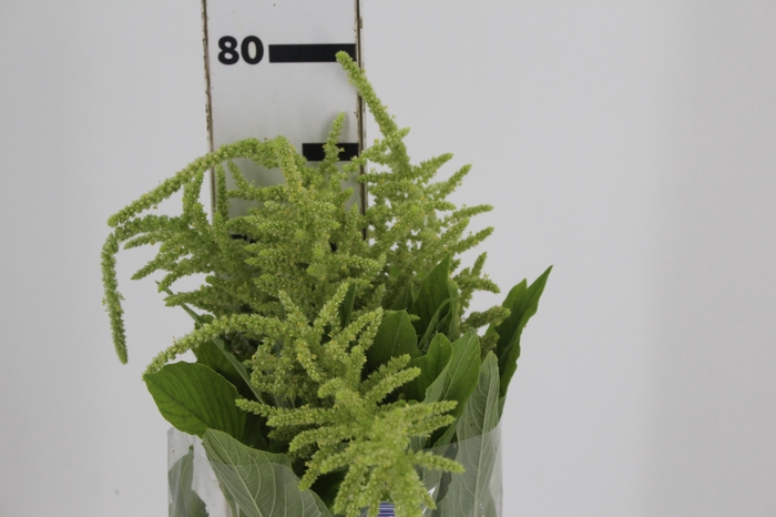 <h4>AMARANTHUS VERDE PENDENTE 070 CM</h4>