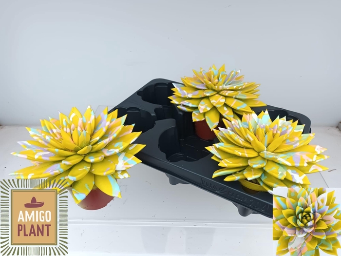 <h4>ECHEV MIRANDA</h4>