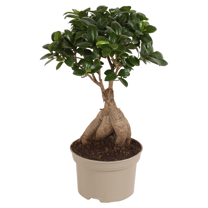 <h4>Ficus microcarpa 'Ginseng'</h4>