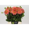 Dahlia Blooming Nicole