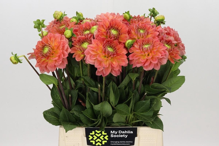 Dahlia Blooming Nicole