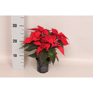 Poinsettia 10,5 cm Christmas Feelings® Red