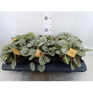 Peperomia