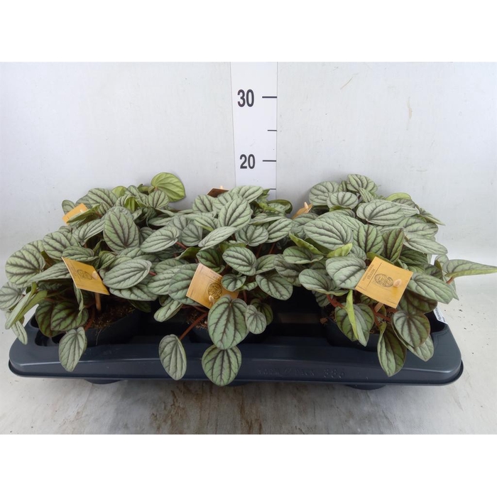 <h4>Peperomia</h4>