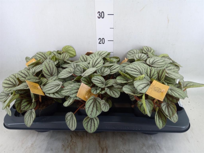 <h4>Peperomia</h4>