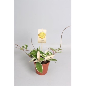 Hoya carnosa Krimson Queen 12Ø 20cm