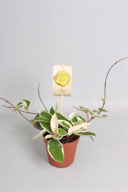 Hoya carnosa Krimson Queen 12Ø 20cm