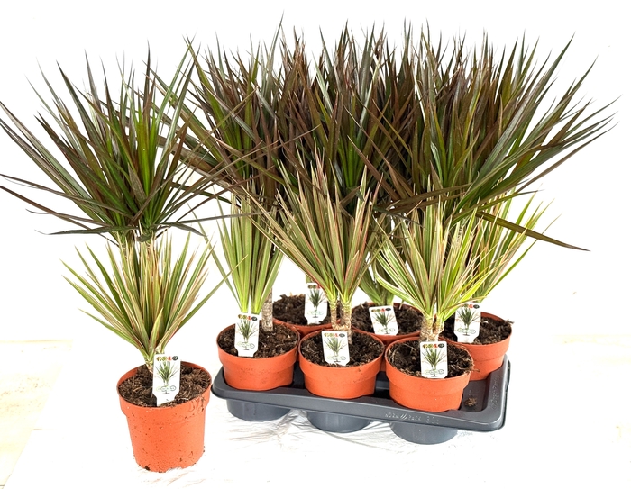 <h4>DRA MARG GEM 2 SRT</h4>