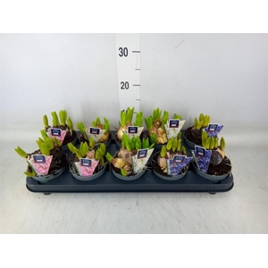 Hyacinthus orie. 'Multifl' ..mix 3
