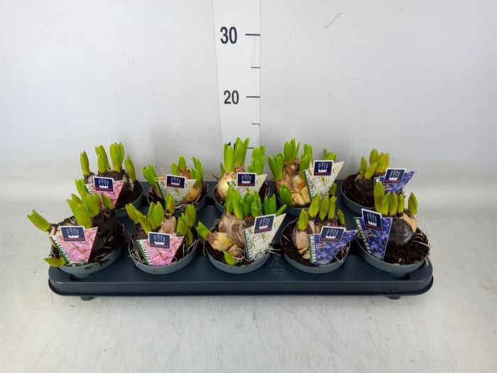<h4>Hyacinthus orie. 'Multifl' ..mix 3</h4>