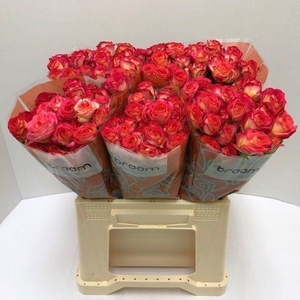 Rosa TR 'Summer Dance' BRAAM