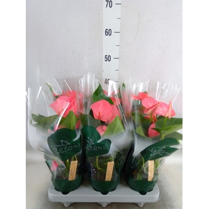 Anthurium andr. 'Melito'