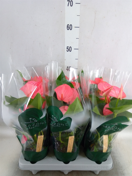 <h4>Anthurium andr. 'Melito'</h4>