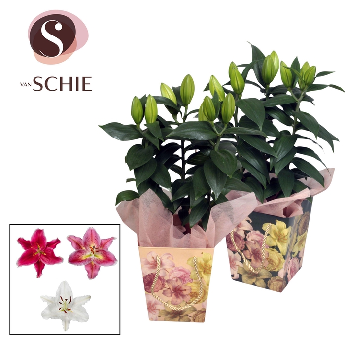 Oriental 13cm Bag BLUSH mix